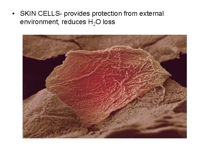 • SKIN CELLS- provides protection from external environment, reduces H 2 O loss • SKIN CELLS- provides protection from external environment, reduces H 2 O loss