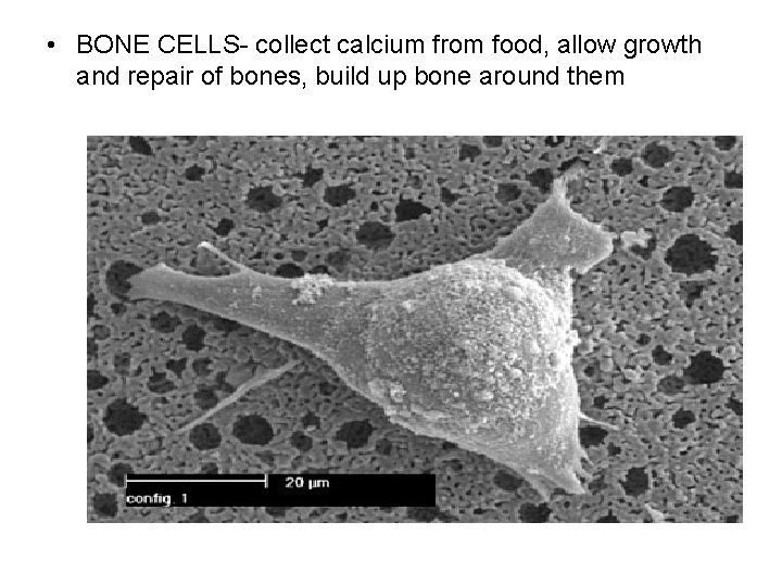  • BONE CELLS- collect calcium from food, allow growth and repair of bones,