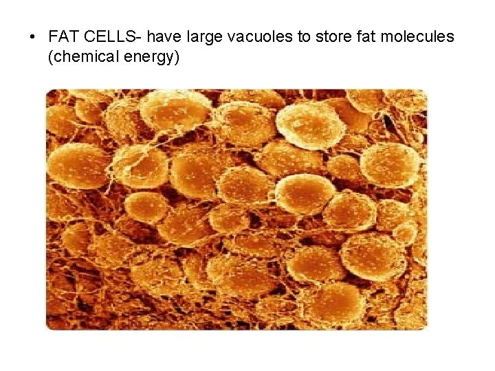  • FAT CELLS- have large vacuoles to store fat molecules (chemical energy) 