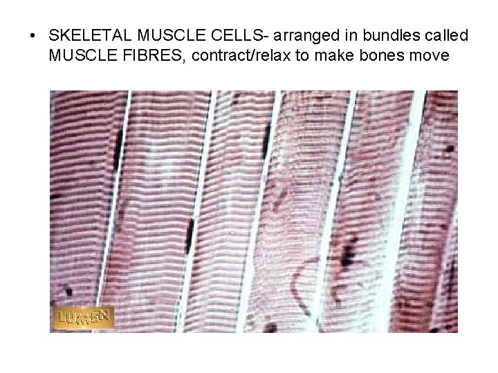  • SKELETAL MUSCLE CELLS- arranged in bundles called MUSCLE FIBRES, contract/relax to make