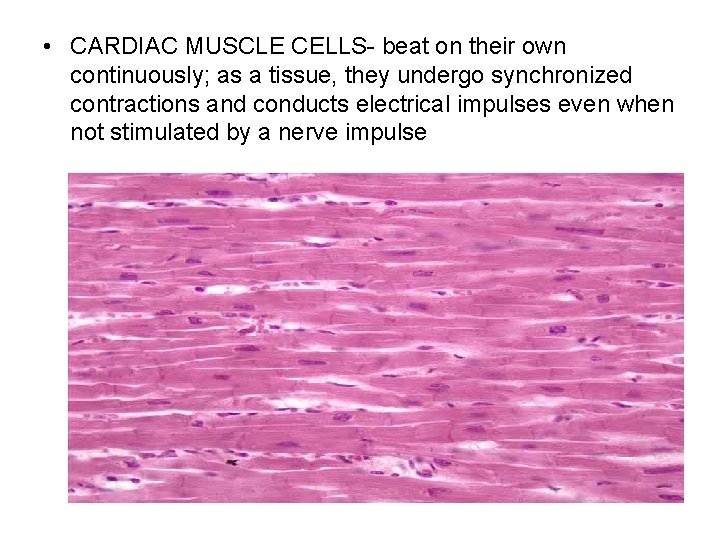  • CARDIAC MUSCLE CELLS- beat on their own continuously; as a tissue, they
