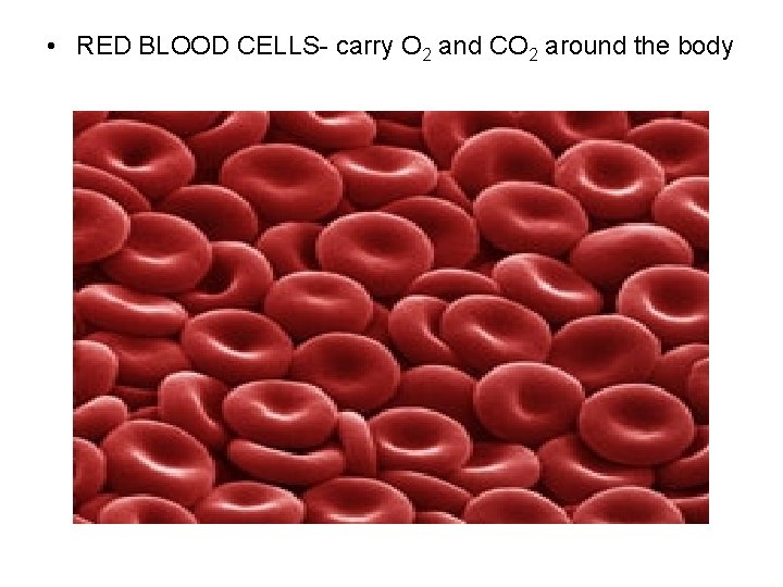  • RED BLOOD CELLS- carry O 2 and CO 2 around the body