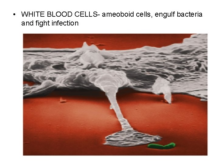  • WHITE BLOOD CELLS- ameoboid cells, engulf bacteria and fight infection 