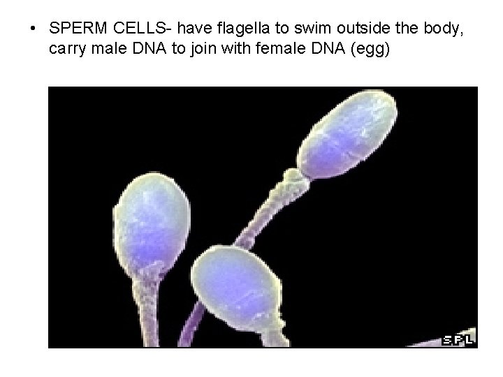 • SPERM CELLS- have flagella to swim outside the body, carry male DNA • SPERM CELLS- have flagella to swim outside the body, carry male DNA