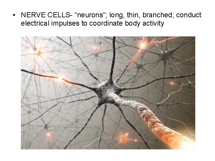 • NERVE CELLS- “neurons”; long, thin, branched; conduct electrical impulses to coordinate body • NERVE CELLS- “neurons”; long, thin, branched; conduct electrical impulses to coordinate body