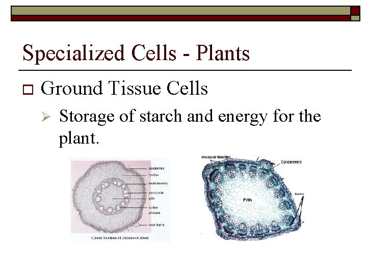 Specialized Cells - Plants o Ground Tissue Cells Ø Storage of starch and energy