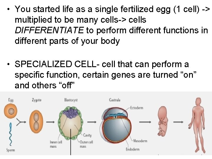  • You started life as a single fertilized egg (1 cell) -> multiplied