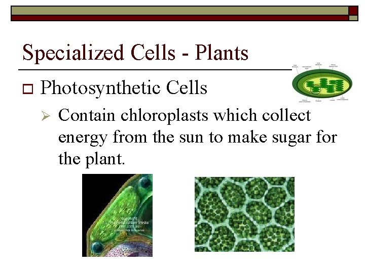 Specialized Cells - Plants o Photosynthetic Cells Ø Contain chloroplasts which collect energy from