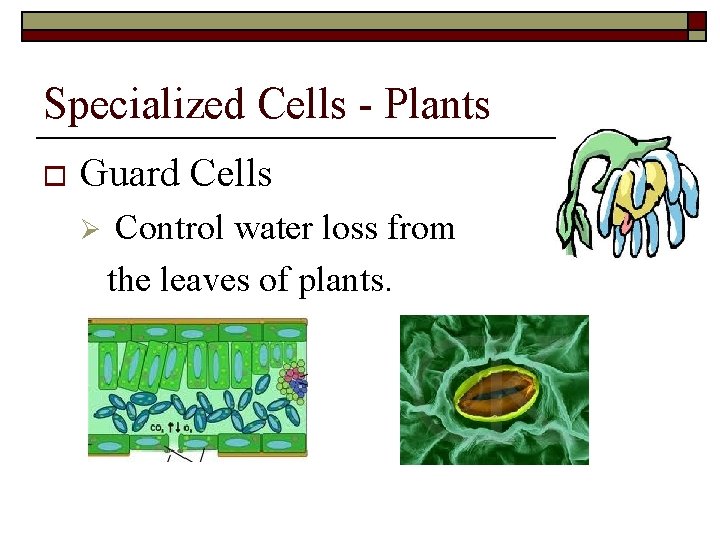 Specialized Cells - Plants o Guard Cells Ø Control water loss from the leaves Specialized Cells - Plants o Guard Cells Ø Control water loss from the leaves