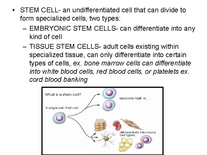  • STEM CELL- an undifferentiated cell that can divide to form specialized cells,