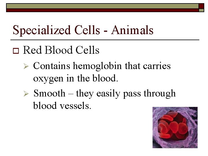 Specialized Cells - Animals o Red Blood Cells Ø Ø Contains hemoglobin that carries