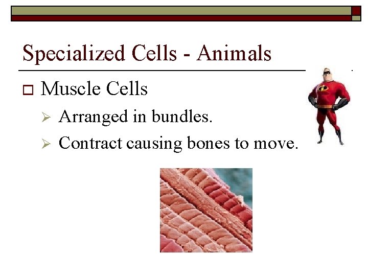 Specialized Cells - Animals o Muscle Cells Ø Ø Arranged in bundles. Contract causing