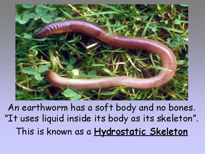 An earthworm has a soft body and no bones. “It uses liquid inside its