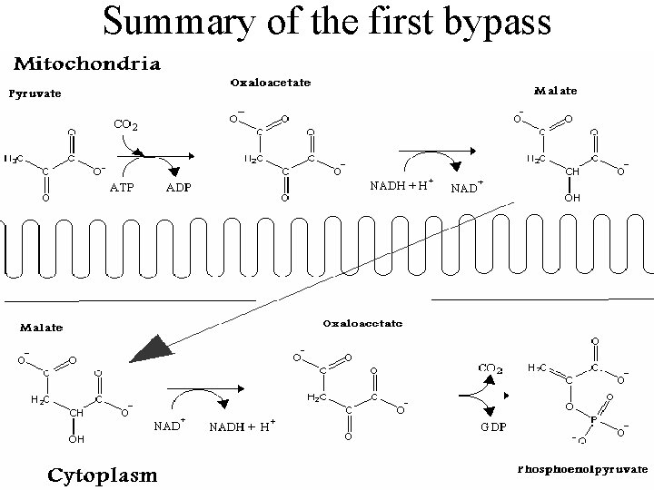 Summary of the first bypass 