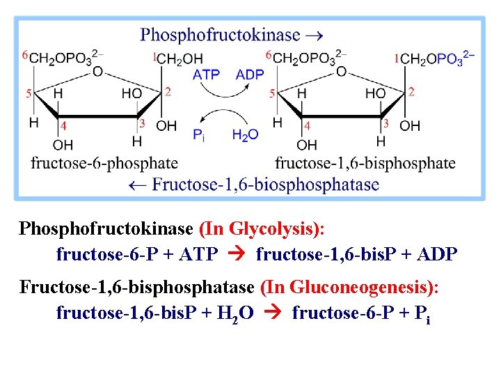 Phosphofructokinase (In Glycolysis): fructose-6 -P + ATP fructose-1, 6 -bis. P + ADP Fructose-1,