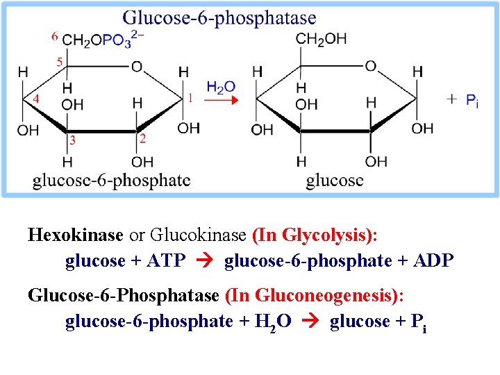 Hexokinase or Glucokinase (In Glycolysis): glucose + ATP glucose-6 -phosphate + ADP Glucose-6 -Phosphatase