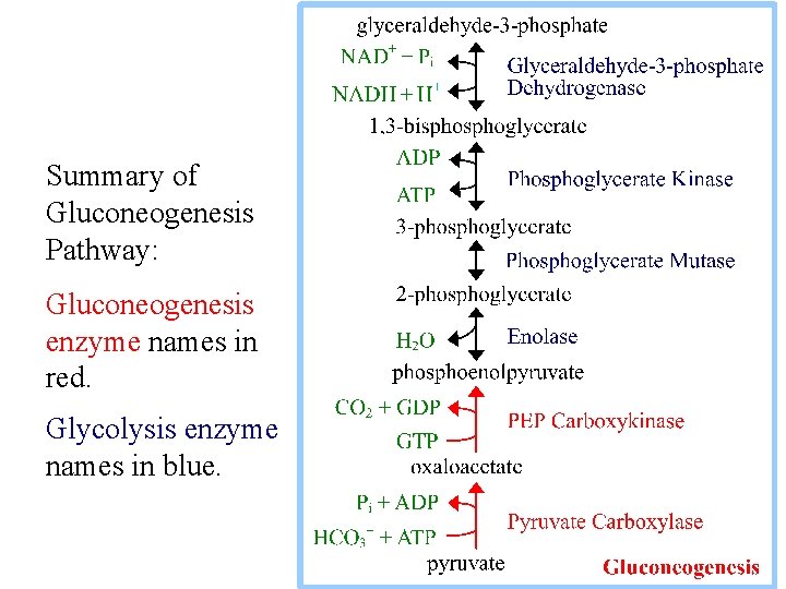 Summary of Gluconeogenesis Pathway: Gluconeogenesis enzyme names in red. Glycolysis enzyme names in blue.