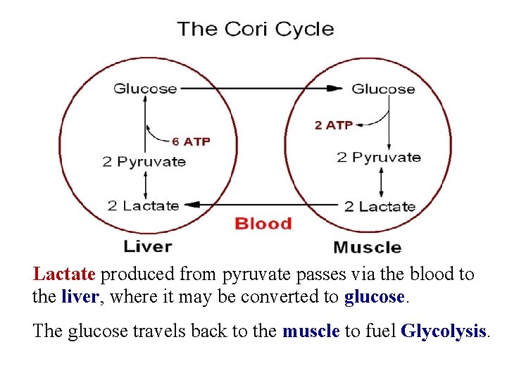 Lactate produced from pyruvate passes via the blood to the liver, where it may