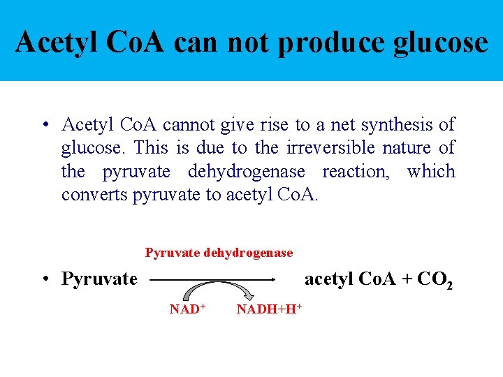 Acetyl Co. A can not produce glucose • Acetyl Co. A cannot give rise