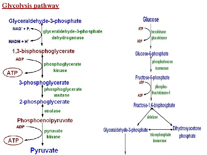 Glycolysis pathway 