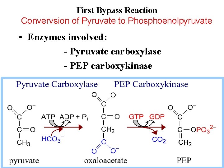 First Bypass Reaction Convervsion of Pyruvate to Phosphoenolpyruvate • Enzymes involved: - Pyruvate carboxylase