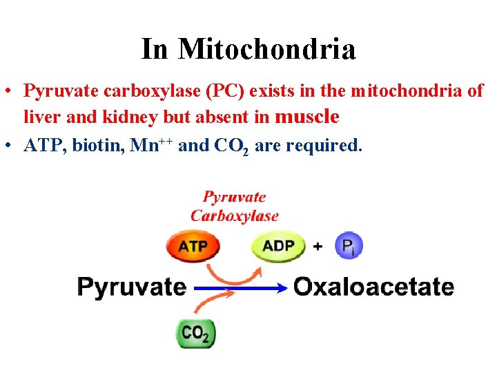 In Mitochondria • Pyruvate carboxylase (PC) exists in the mitochondria of liver and kidney