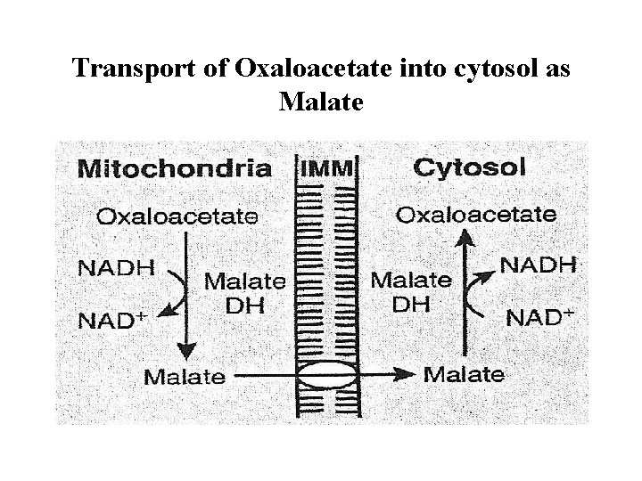 Transport of Oxaloacetate into cytosol as Malate 