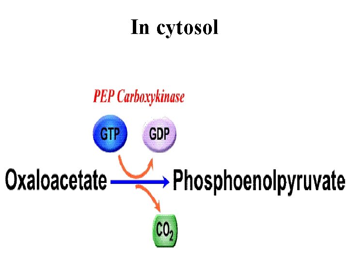 In cytosol 