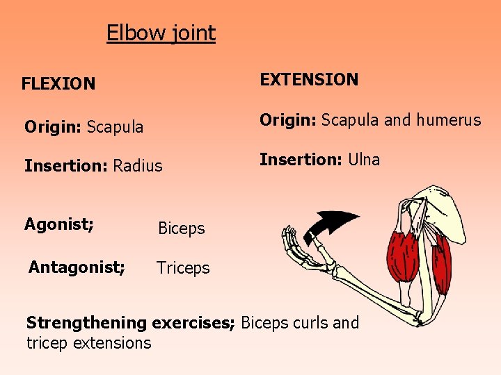 Elbow joint FLEXION EXTENSION Origin: Scapula and humerus Insertion: Radius Insertion: Ulna Agonist; Biceps