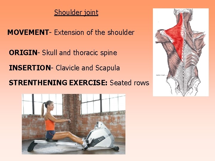 Shoulder joint MOVEMENT- Extension of the shoulder ORIGIN- Skull and thoracic spine INSERTION- Clavicle