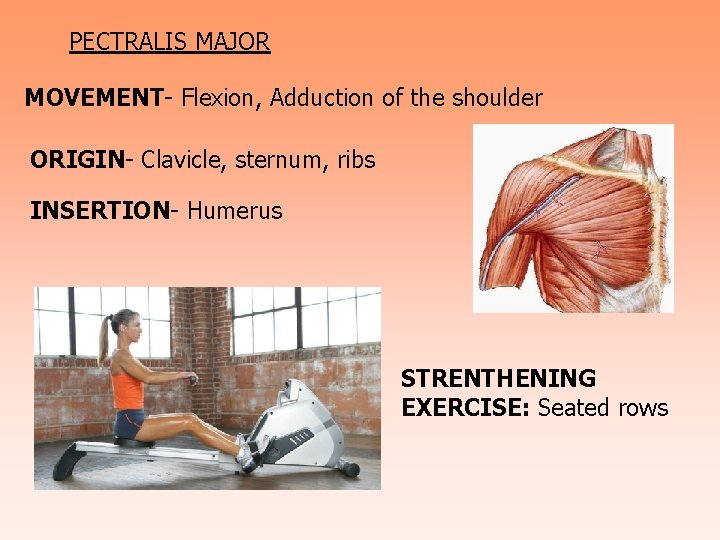 PECTRALIS MAJOR MOVEMENT- Flexion, Adduction of the shoulder ORIGIN- Clavicle, sternum, ribs INSERTION- Humerus