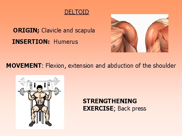 DELTOID ORIGIN; Clavicle and scapula INSERTION: Humerus MOVEMENT: Flexion, extension and abduction of the
