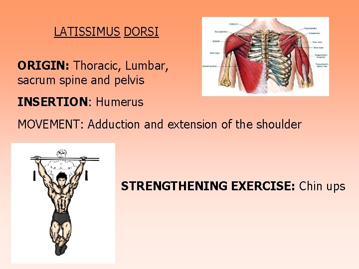 LATISSIMUS DORSI ORIGIN: Thoracic, Lumbar, sacrum spine and pelvis INSERTION: Humerus MOVEMENT: Adduction and
