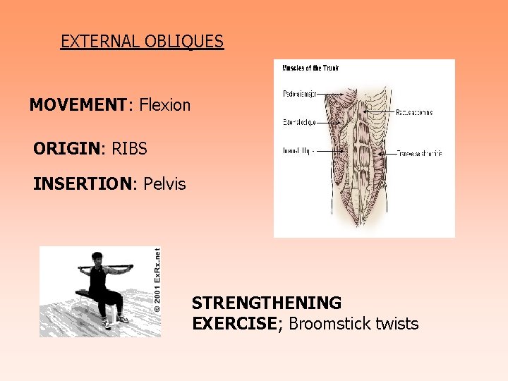 EXTERNAL OBLIQUES MOVEMENT: Flexion ORIGIN: RIBS INSERTION: Pelvis STRENGTHENING EXERCISE; Broomstick twists 