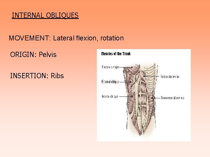 INTERNAL OBLIQUES MOVEMENT: Lateral flexion, rotation ORIGIN: Pelvis INSERTION: Ribs 