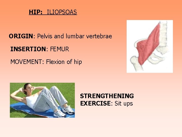 HIP: ILIOPSOAS ORIGIN: Pelvis and lumbar vertebrae INSERTION: FEMUR MOVEMENT: Flexion of hip STRENGTHENING