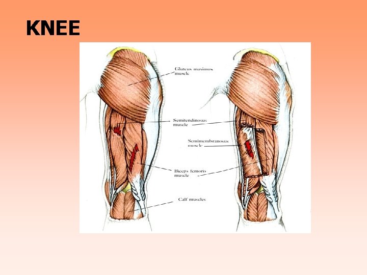KNEE 
