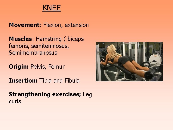 KNEE Movement: Flexion, extension Muscles: Hamstring ( biceps femoris, semiteninosus, Semimembranosus Origin: Pelvis, Femur
