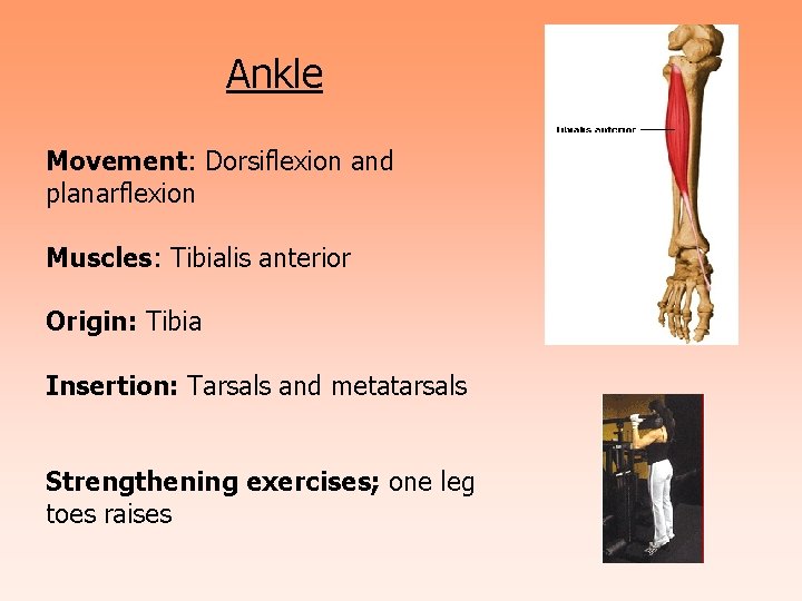 Ankle Movement: Dorsiflexion and planarflexion Muscles: Tibialis anterior Origin: Tibia Insertion: Tarsals and metatarsals