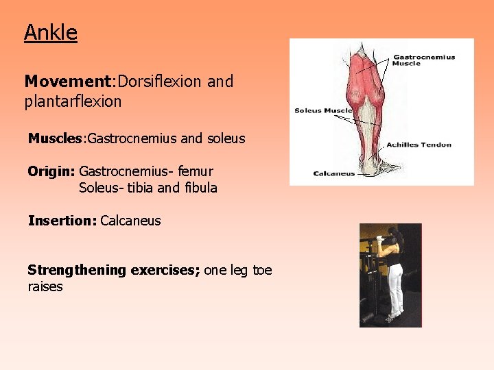 Ankle Movement: Dorsiflexion and plantarflexion Muscles: Gastrocnemius and soleus Origin: Gastrocnemius- femur Soleus- tibia