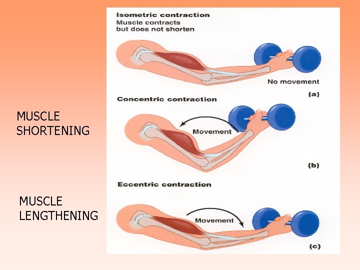 MUSCLE SHORTENING MUSCLE LENGTHENING 