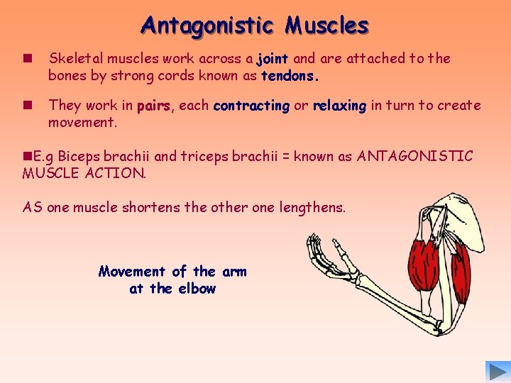 Antagonistic Muscles n Skeletal muscles work across a joint and are attached to the