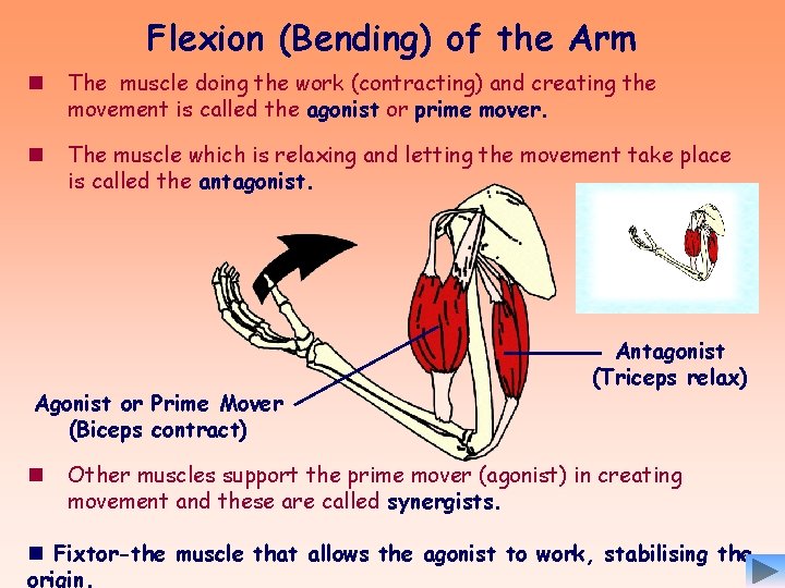 Flexion (Bending) of the Arm n The muscle doing the work (contracting) and creating