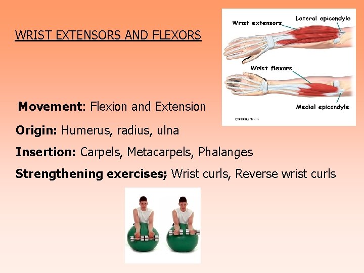 WRIST EXTENSORS AND FLEXORS Movement: Flexion and Extension Origin: Humerus, radius, ulna Insertion: Carpels,