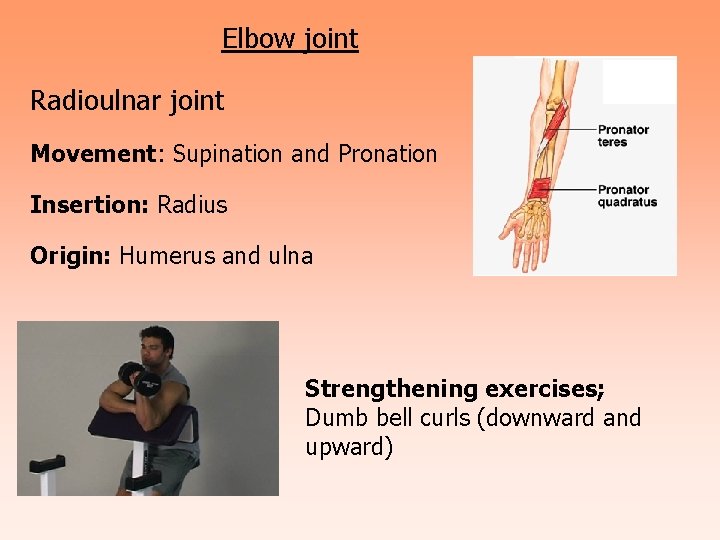 Elbow joint Radioulnar joint Movement: Supination and Pronation Insertion: Radius Origin: Humerus and ulna