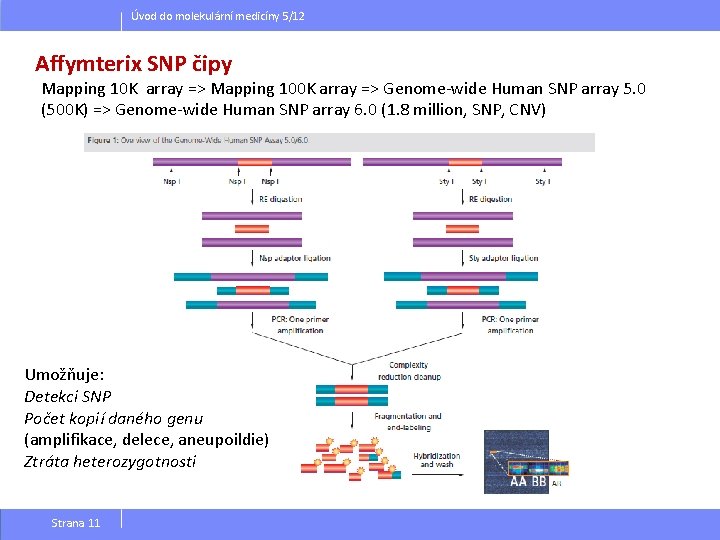 Úvod do molekulární medicíny 5/12 Affymterix SNP čipy Mapping 10 K array => Mapping