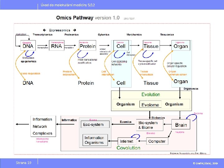 Úvod do molekulární medicíny 5/12 Strana 19 © Ondřej Slabý, 2009 