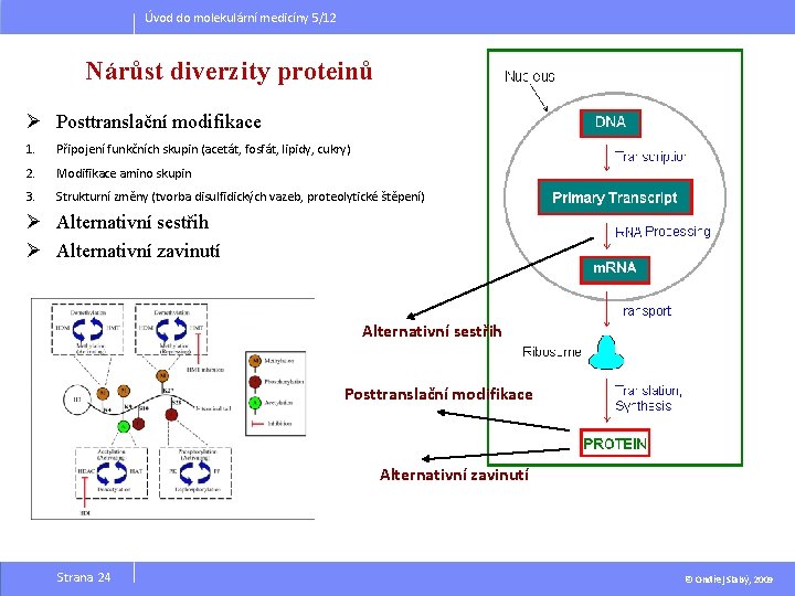 Úvod do molekulární medicíny 5/12 Nárůst diverzity proteinů Ø Posttranslační modifikace 1. Připojení funkčních