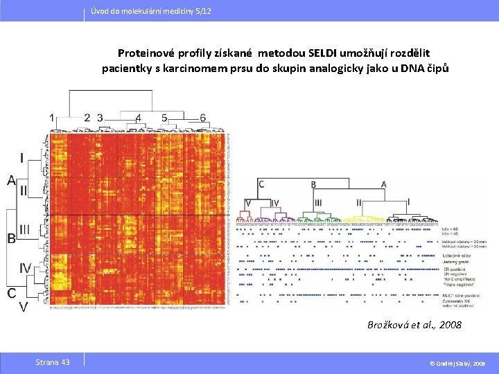 Úvod do molekulární medicíny 5/12 Proteinové profily získané metodou SELDI umožňují rozdělit pacientky s
