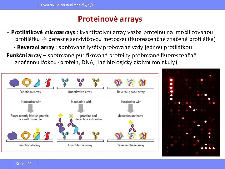 Úvod do molekulární medicíny 5/12 Proteinové arrays - Protilátkové microarrays : kvantitativní array vazba